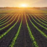 Vylor and Rainbow Crops Collaboration_Corn field