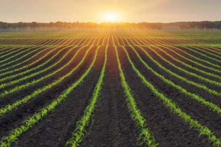 Vylor and Rainbow Crops Collaboration_Corn field