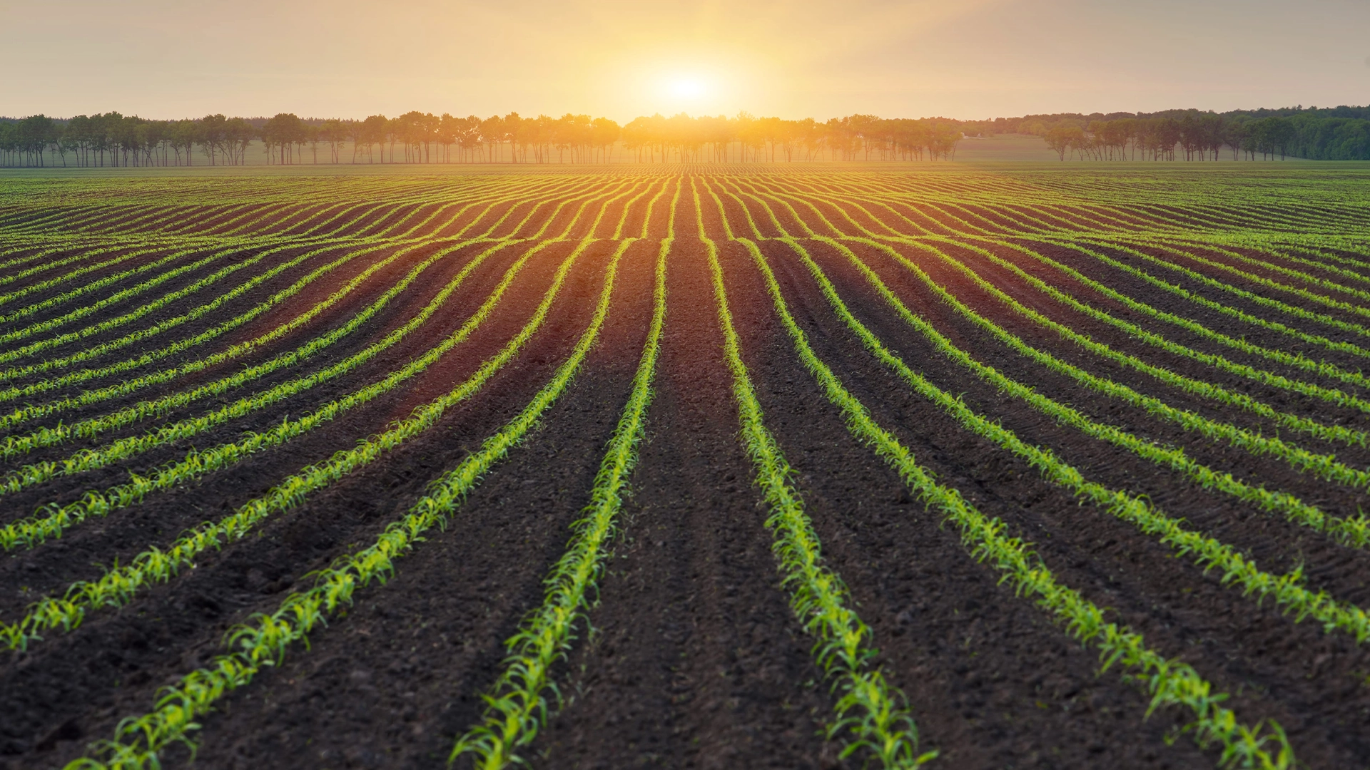 Vylor and Rainbow Crops Collaboration_Corn field