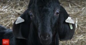 O nouă rasă de capre cu producție mare de lapte!