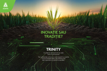 trinity L